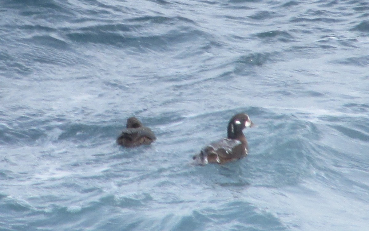 Harlequin Duck - ML632280793