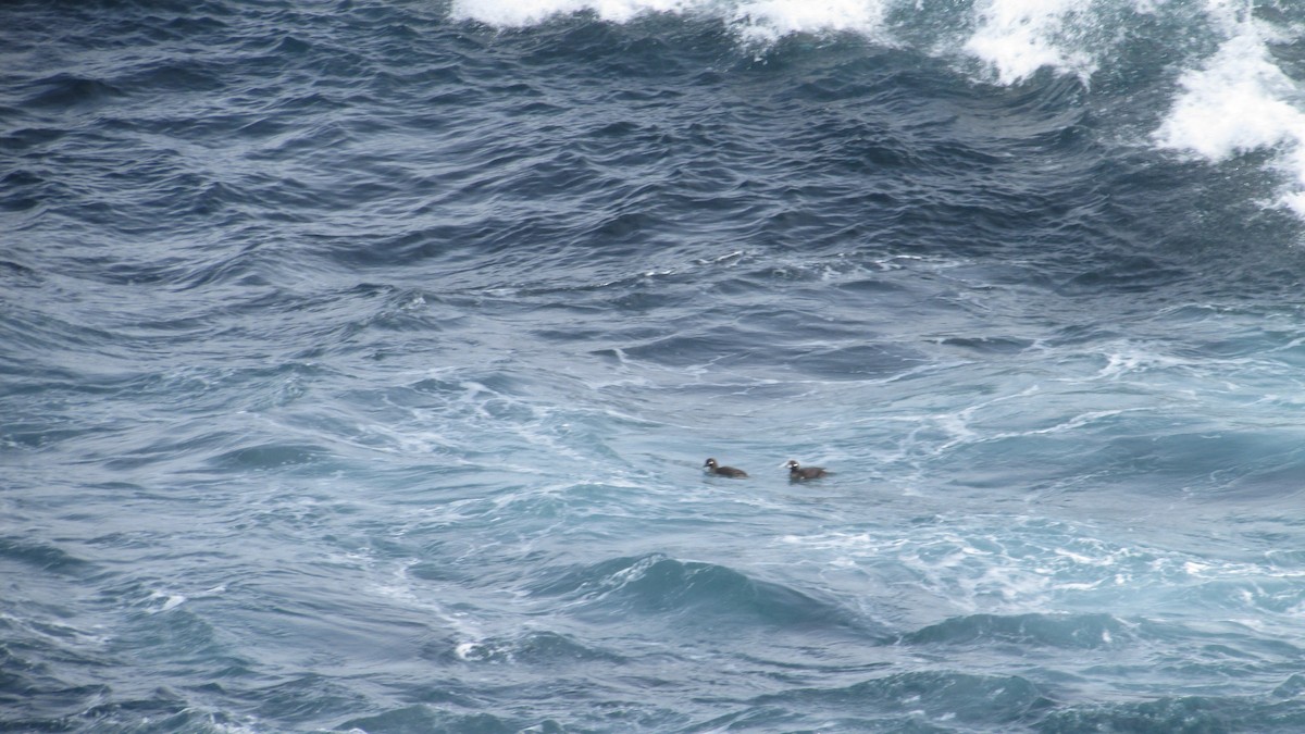 Harlequin Duck - ML632280794