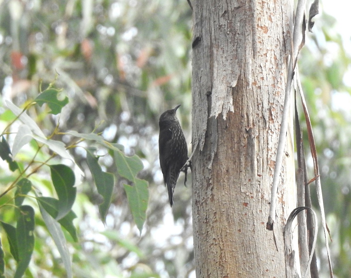 Red-browed Treecreeper - ML632280828