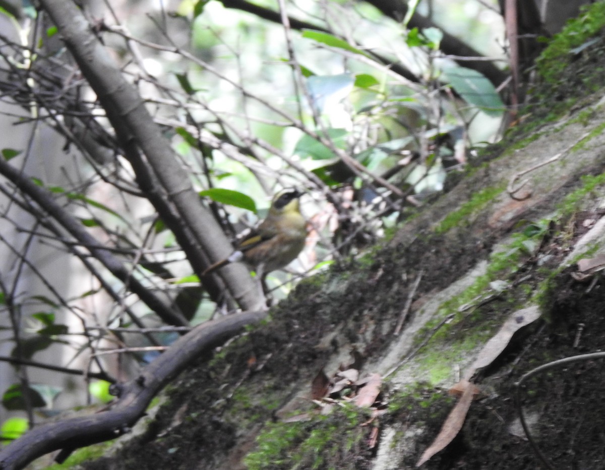 Yellow-throated Scrubwren - ML632280833