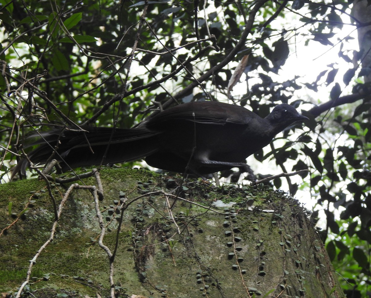 Superb Lyrebird - ML632280852