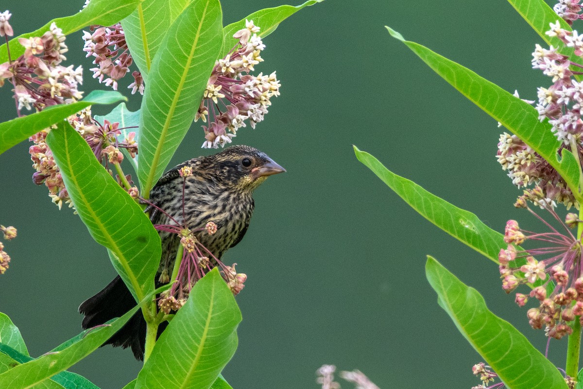 Red-winged Blackbird - ML632280872