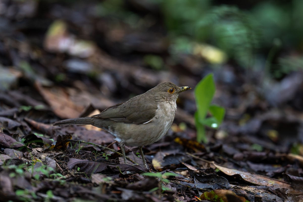 Ecuadorian Thrush - ML632280891