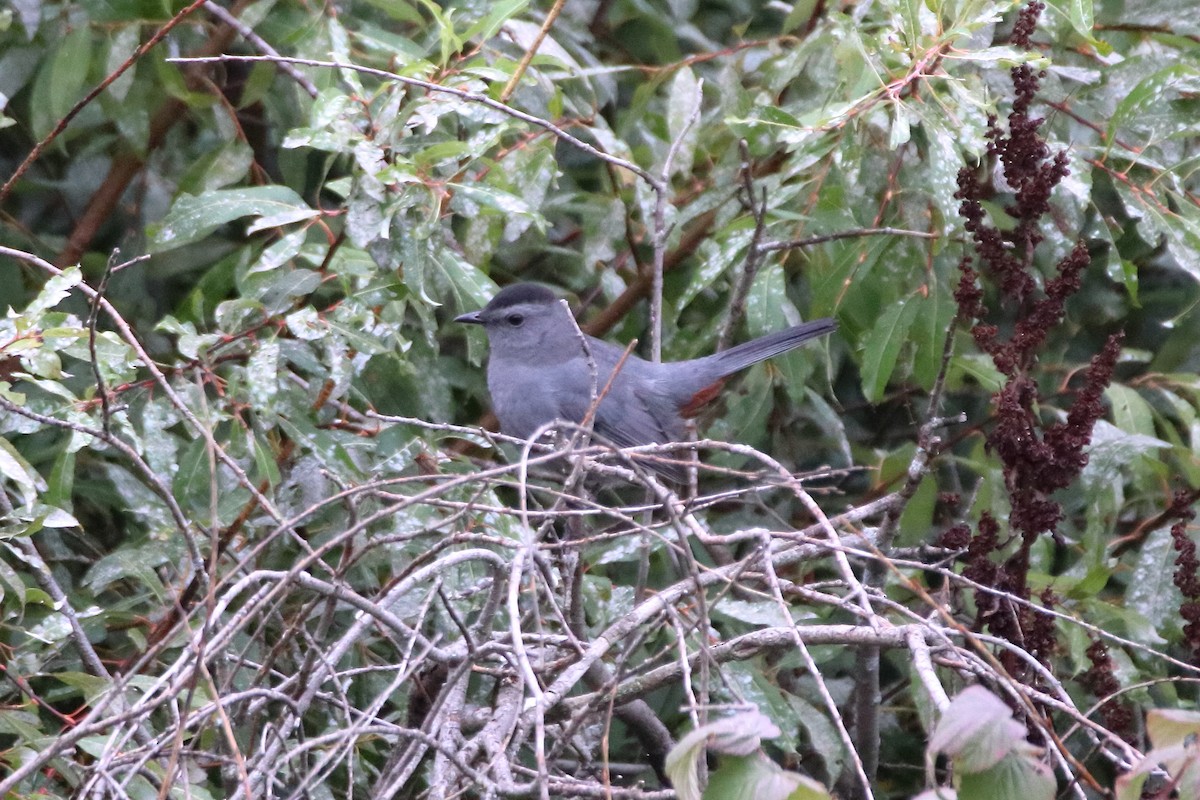 Gray Catbird - ML632280892