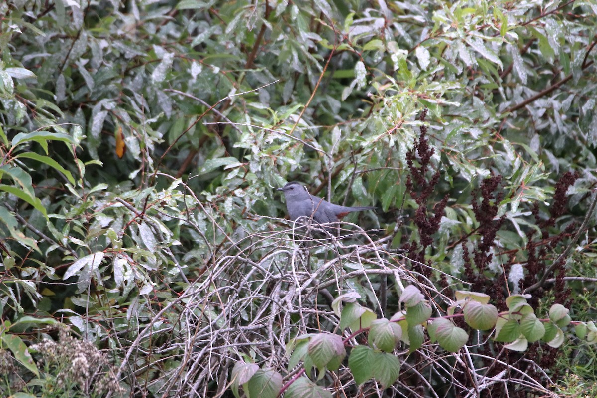 Gray Catbird - ML632280897
