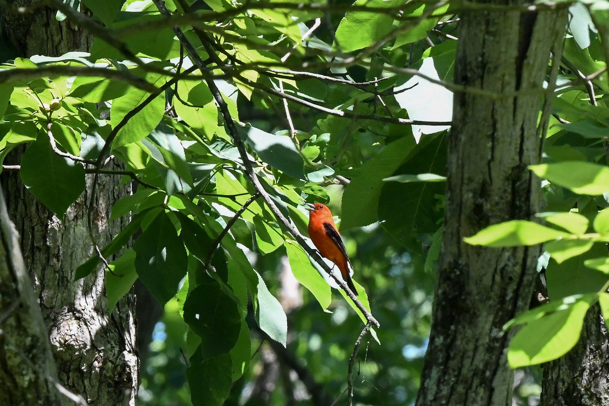 Scarlet Tanager - ML632280937