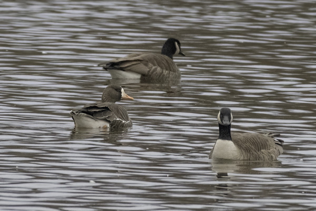 Greater White-fronted Goose - Christy Hibsch