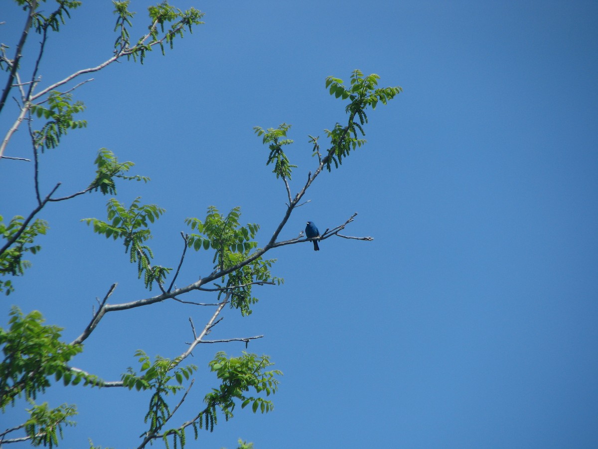 Indigo Bunting - ML632281158
