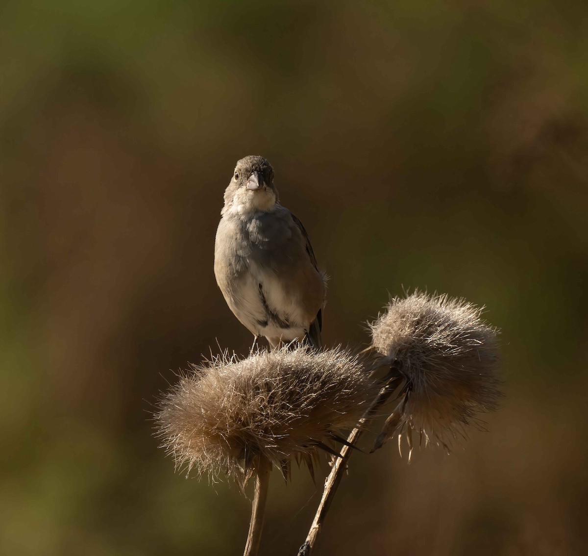 Diuca Finch - ML632281215
