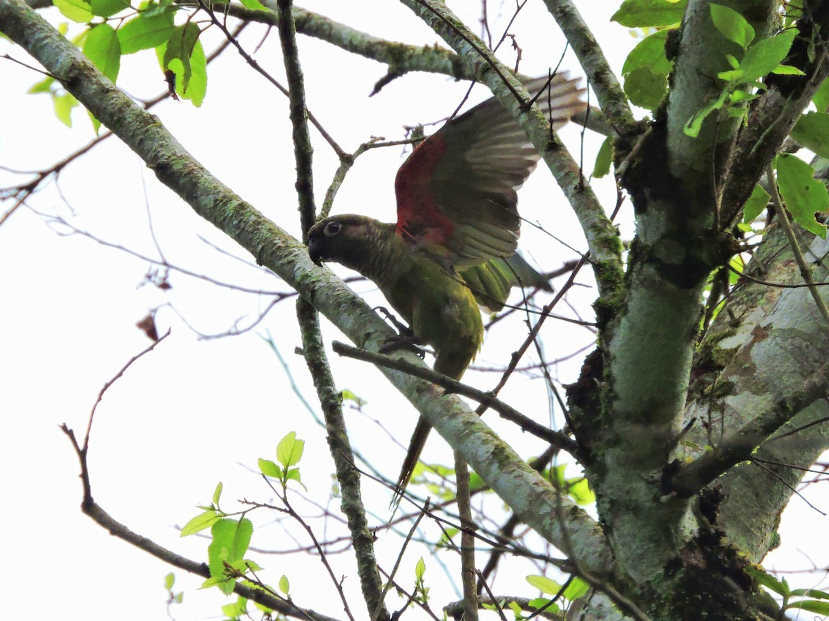 Blaze-winged Parakeet - ML632281246