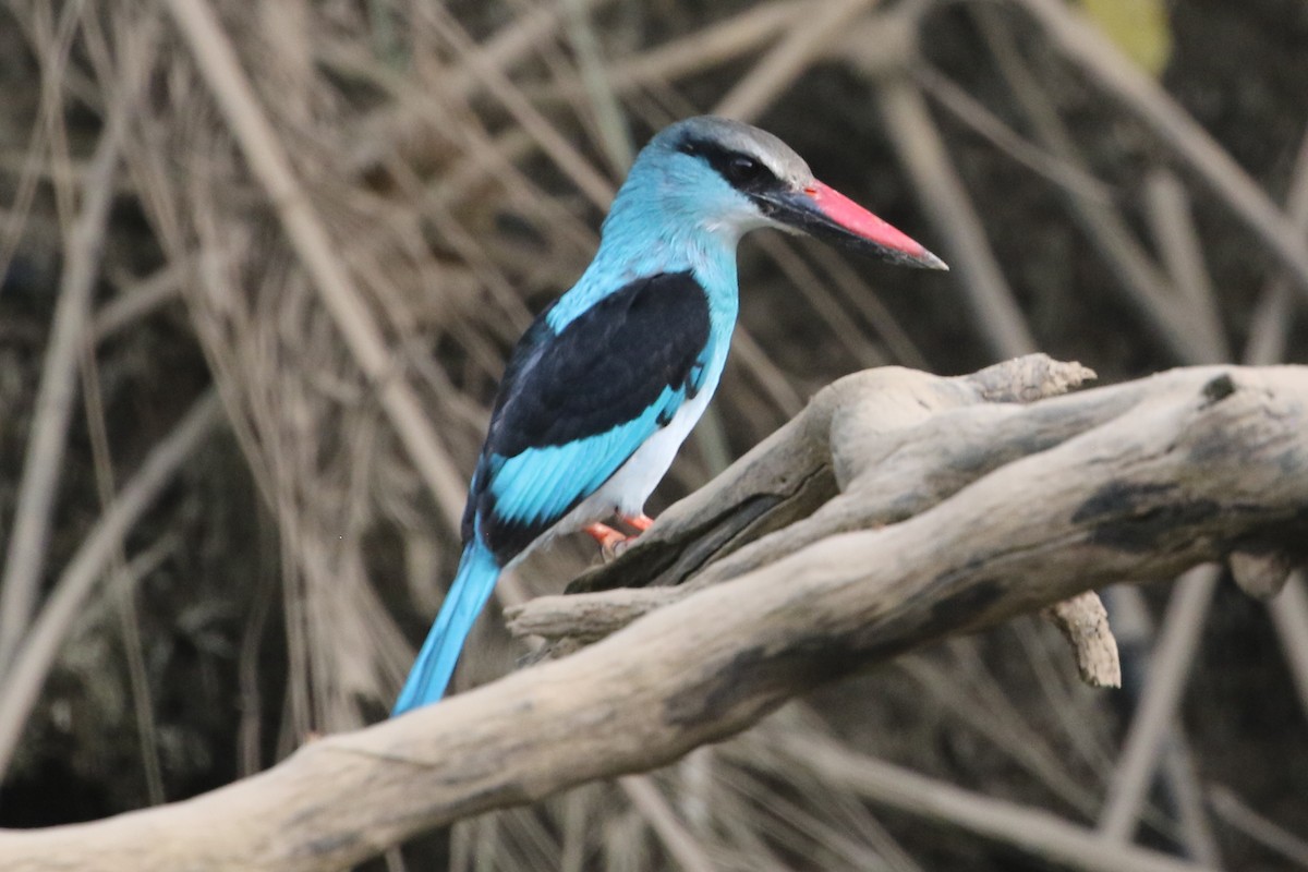 Blue-breasted Kingfisher - ML632281250