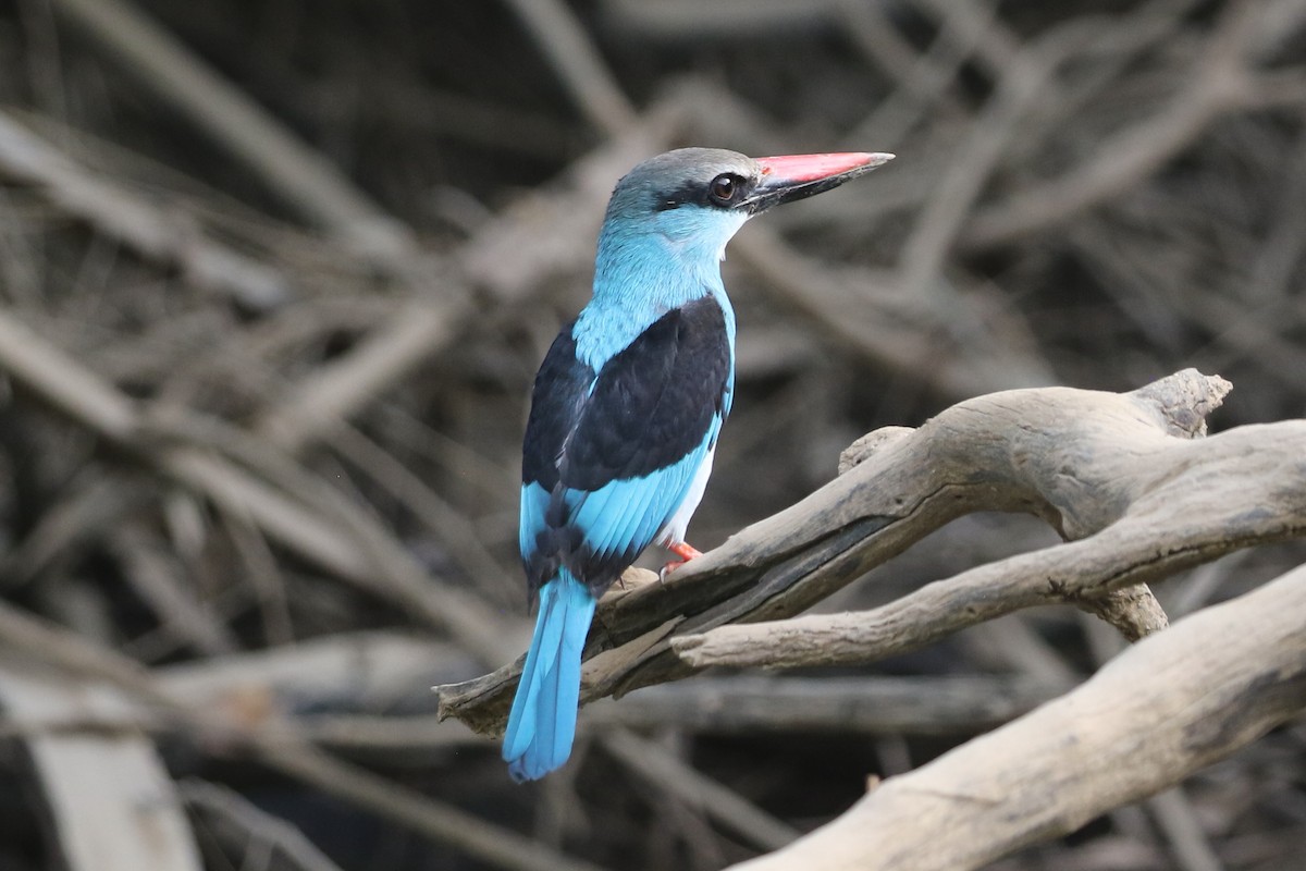 Blue-breasted Kingfisher - ML632281251