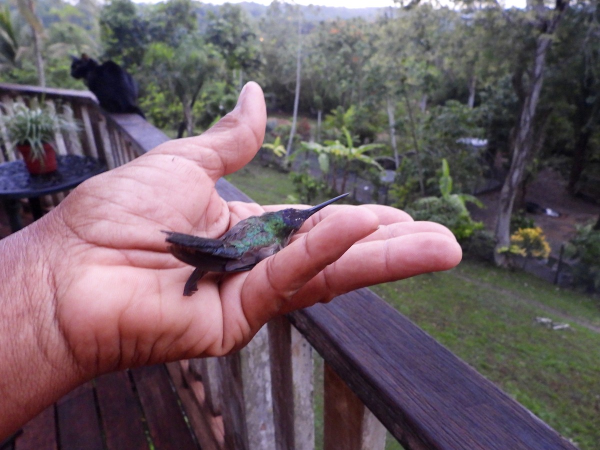 Wedge-tailed Sabrewing - ML632281312