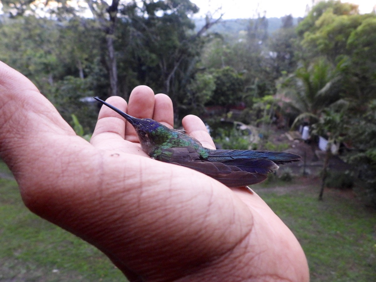 Wedge-tailed Sabrewing - ML632281313