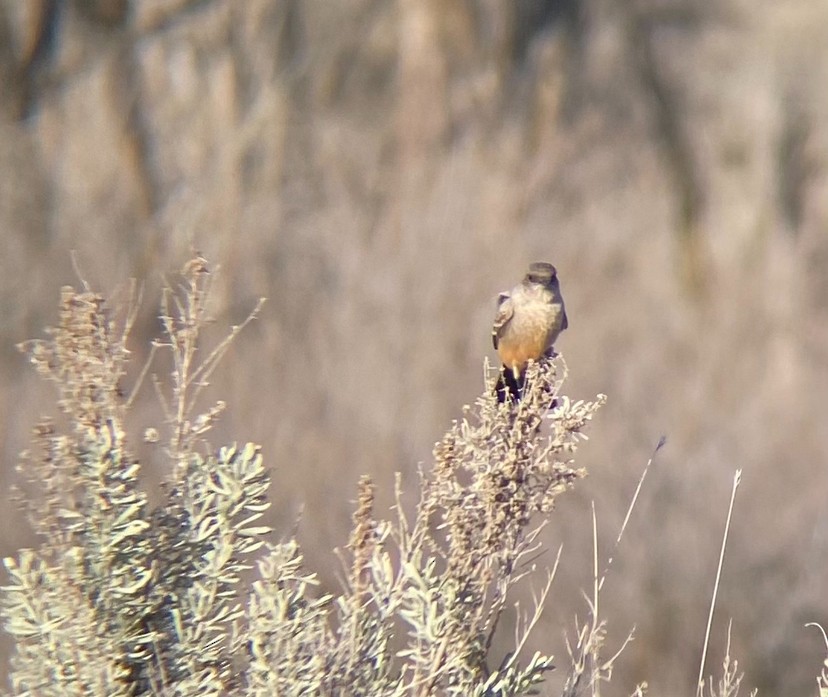 Say's Phoebe - ML632281357