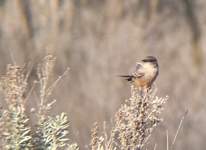 Say's Phoebe - ML632281358