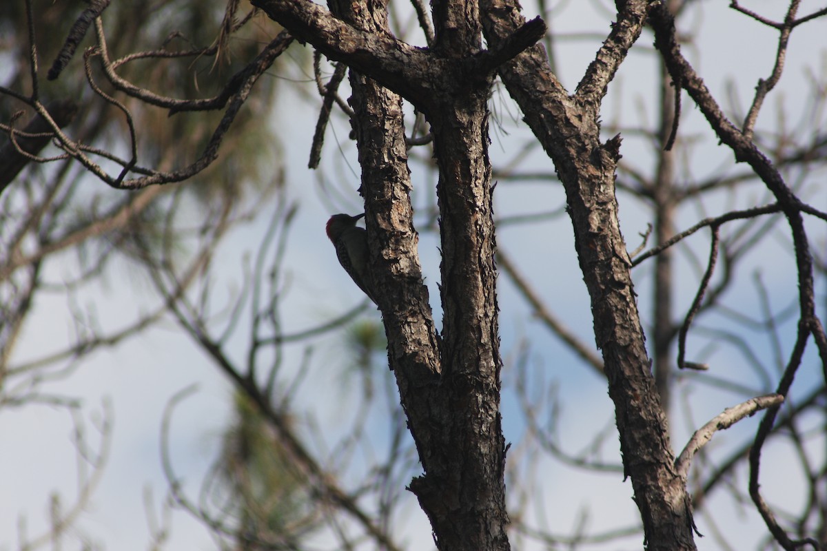Red-bellied Woodpecker - ML632281486