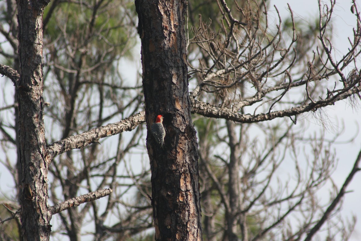 Red-bellied Woodpecker - ML632281487