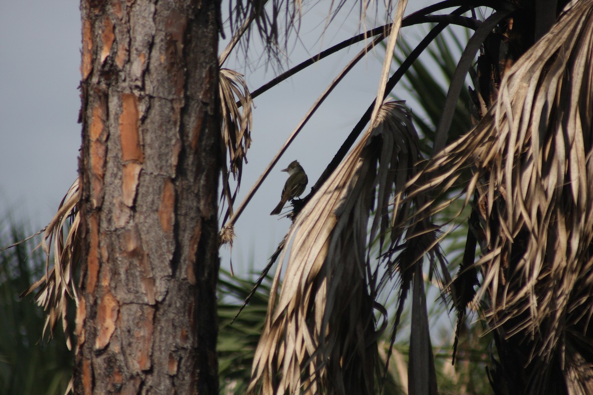 Great Crested Flycatcher - ML632281490