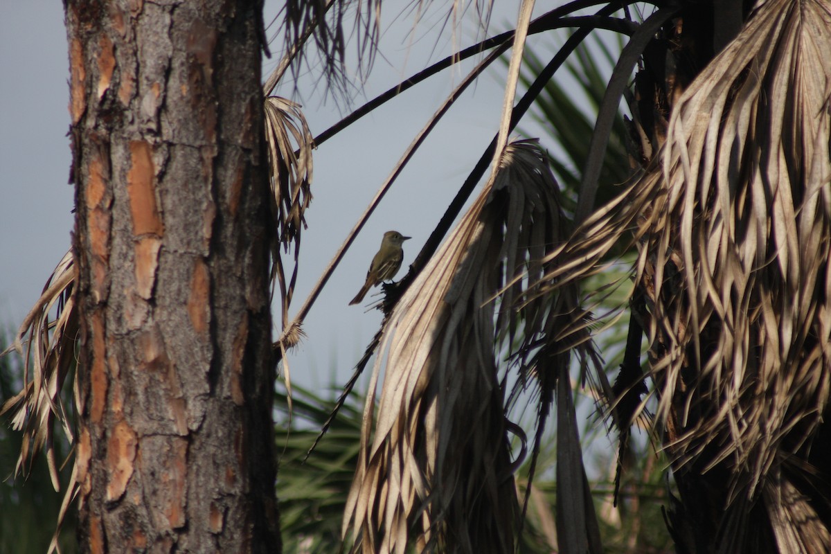 Great Crested Flycatcher - ML632281491