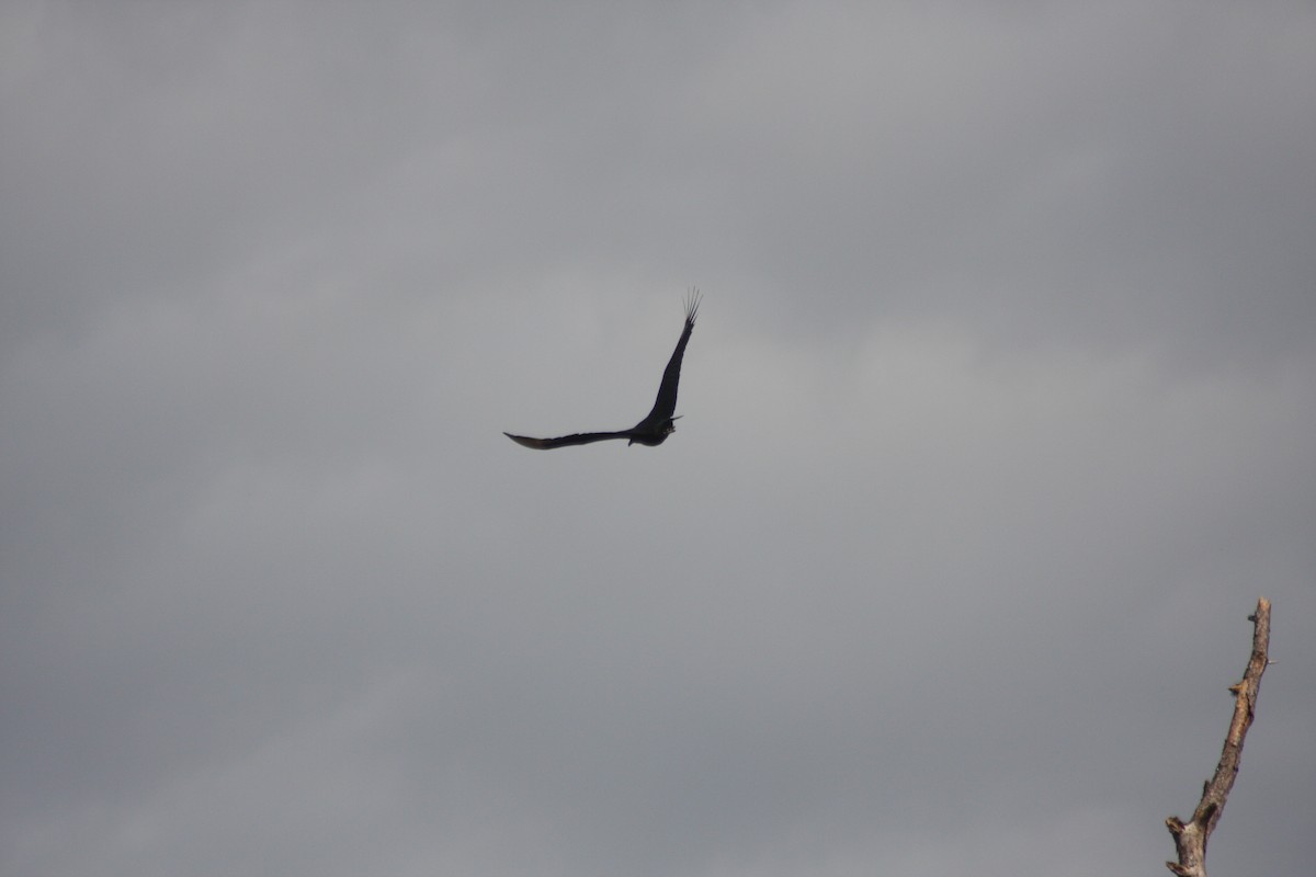 Black Vulture - ML632281495
