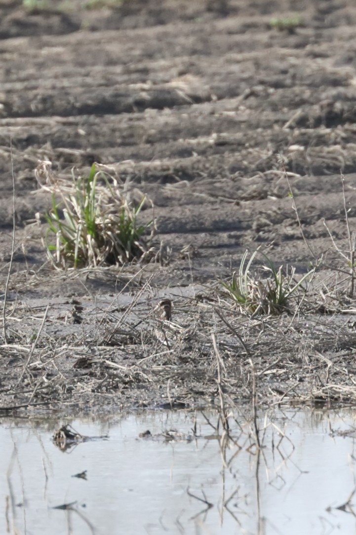 Wilson's Snipe - ML632281721