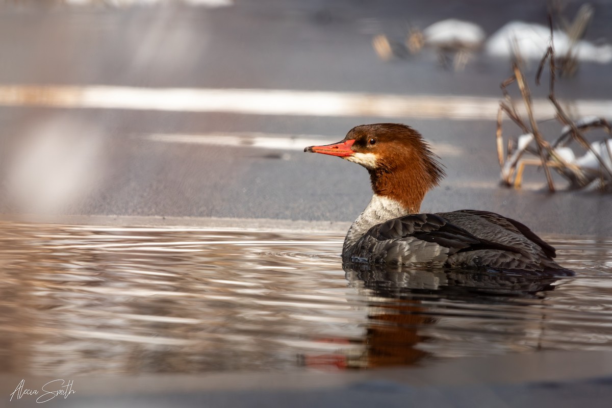 Common Merganser - ML632281791