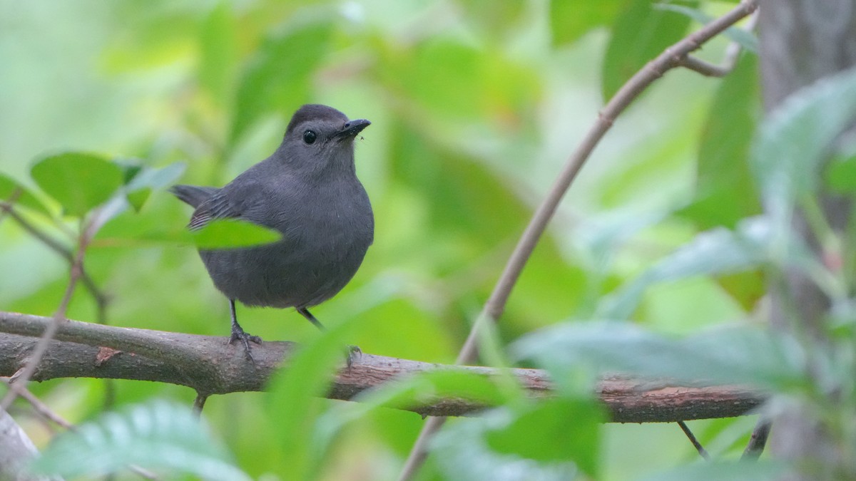 Gray Catbird - ML632281793