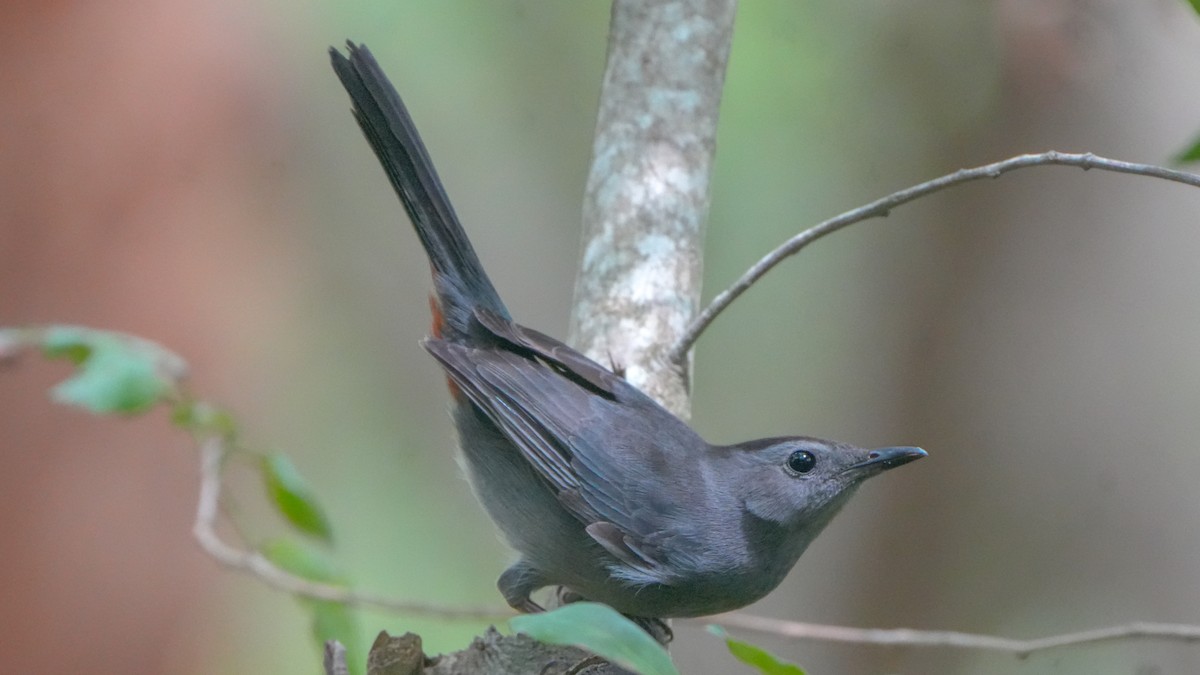 Gray Catbird - ML632281810