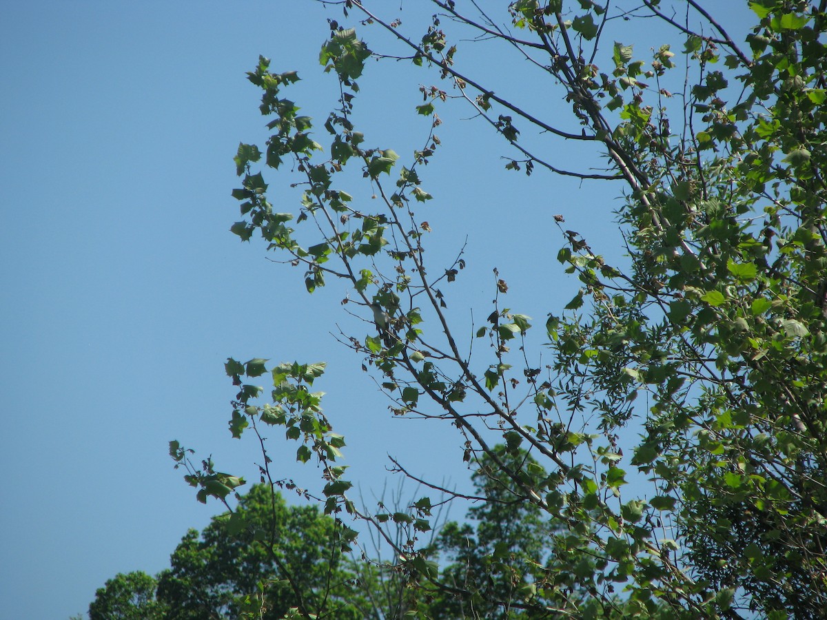 Yellow-billed Cuckoo - ML632281856