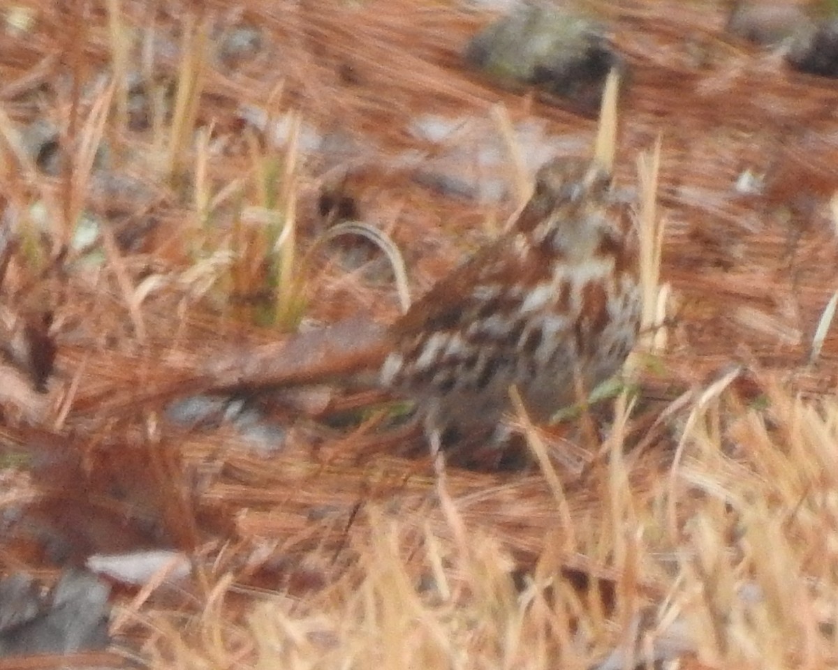Fox Sparrow - ML632281874