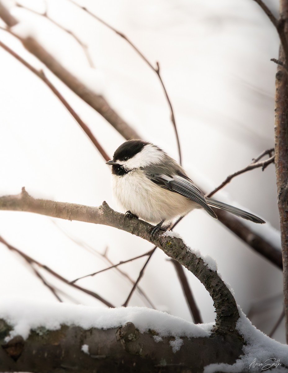 Black-capped Chickadee - ML632281901