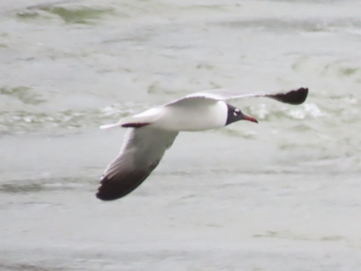 Gaviota Guanaguanare - ML632281915