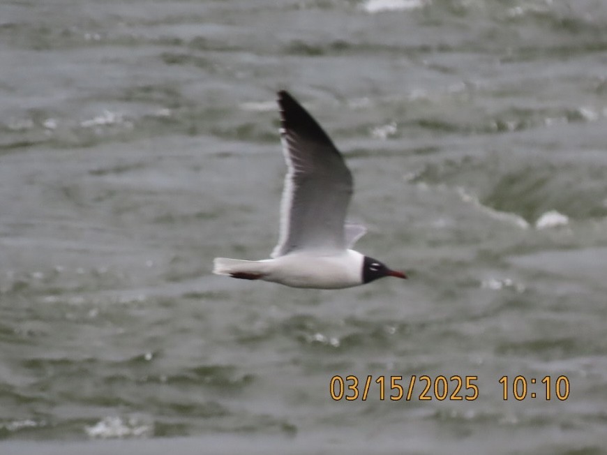 Gaviota Guanaguanare - ML632281917