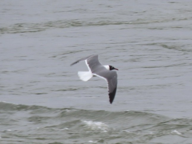 Gaviota Guanaguanare - ML632281918
