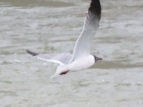 Gaviota Guanaguanare - ML632281919