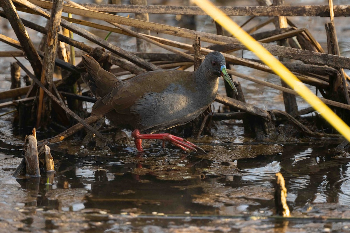 Plumbeous Rail - ML632281925