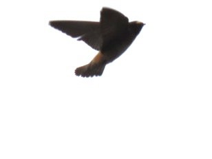 Golondrina Risquera - ML632281930