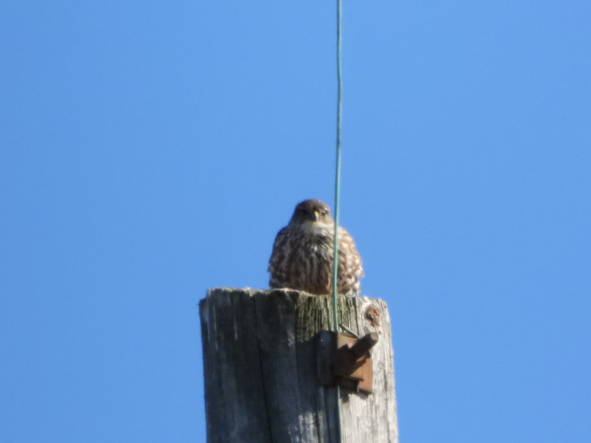 Merlin - ML632281946