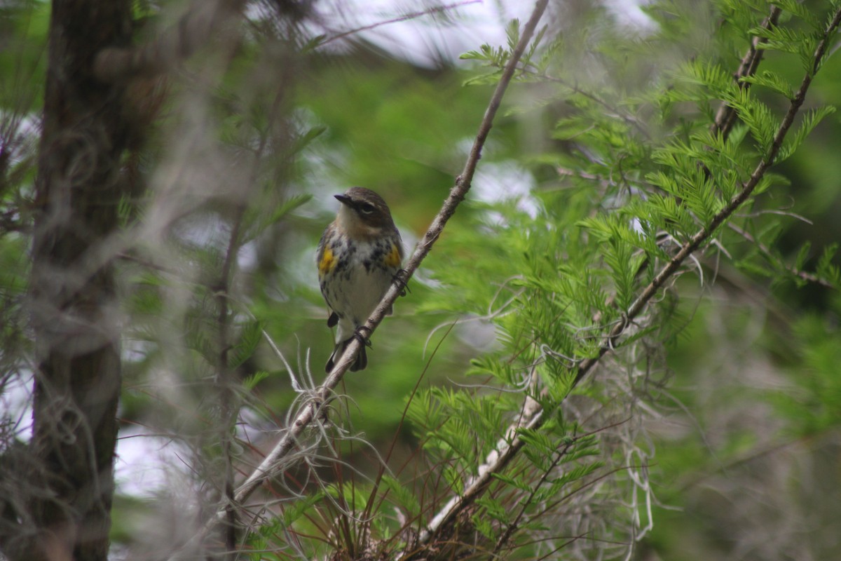 Yellow-rumped Warbler (Myrtle) - ML632282009