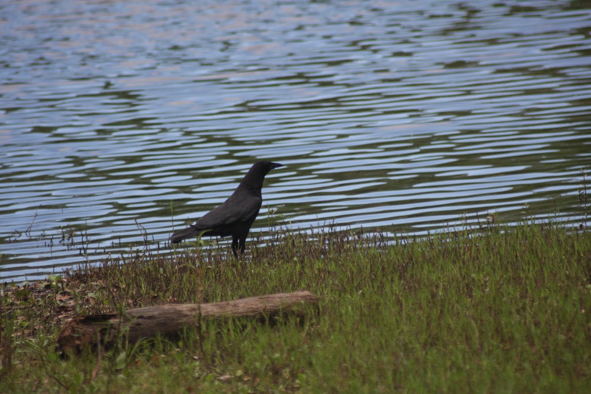 American Crow - ML632282012