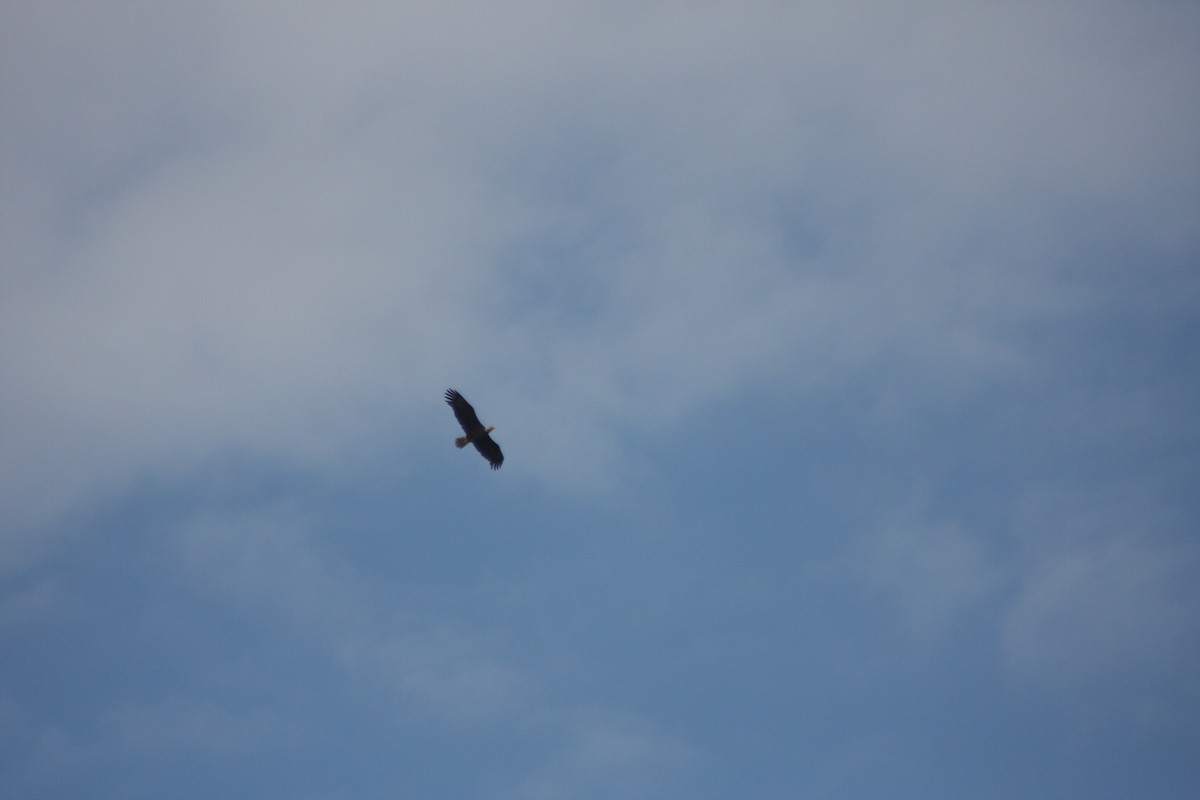 Bald Eagle - ML632282016