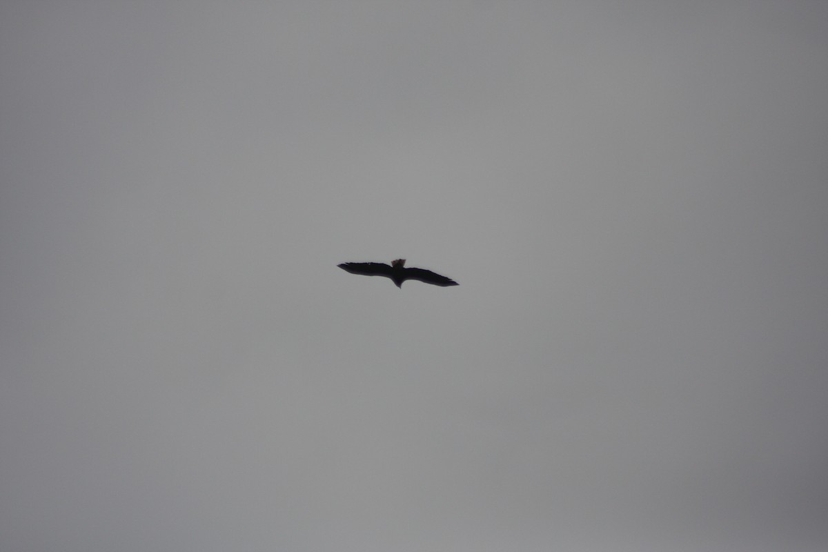 Bald Eagle - ML632282017