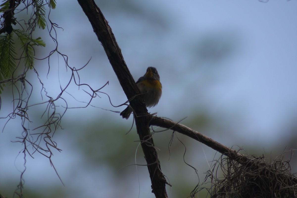 Northern Parula - ML632282022