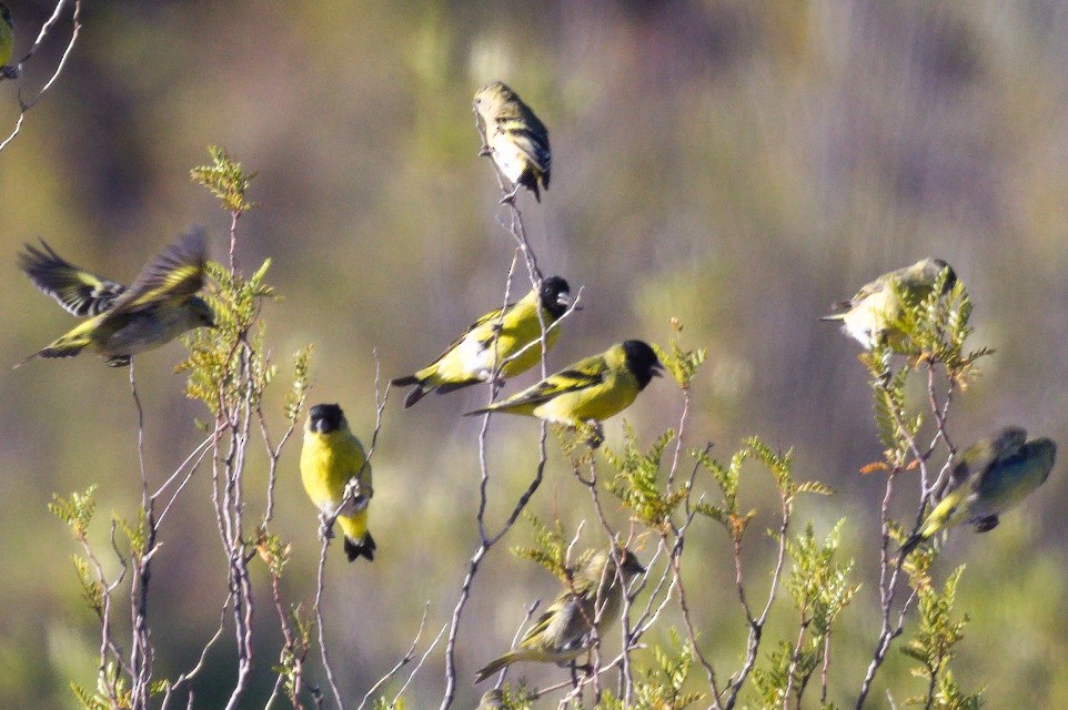 Monte Desert Siskin (undescribed form) - Nico Stuurman