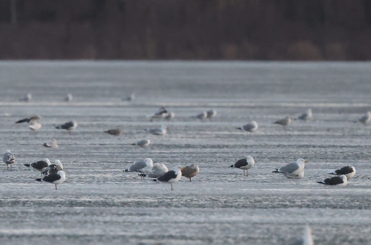 Lesser Black-backed Gull - ML632282080