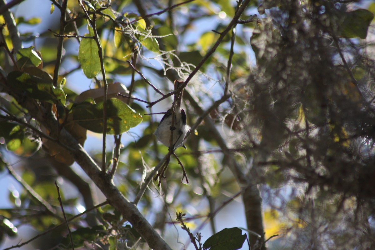Blue-gray Gnatcatcher - ML632282232