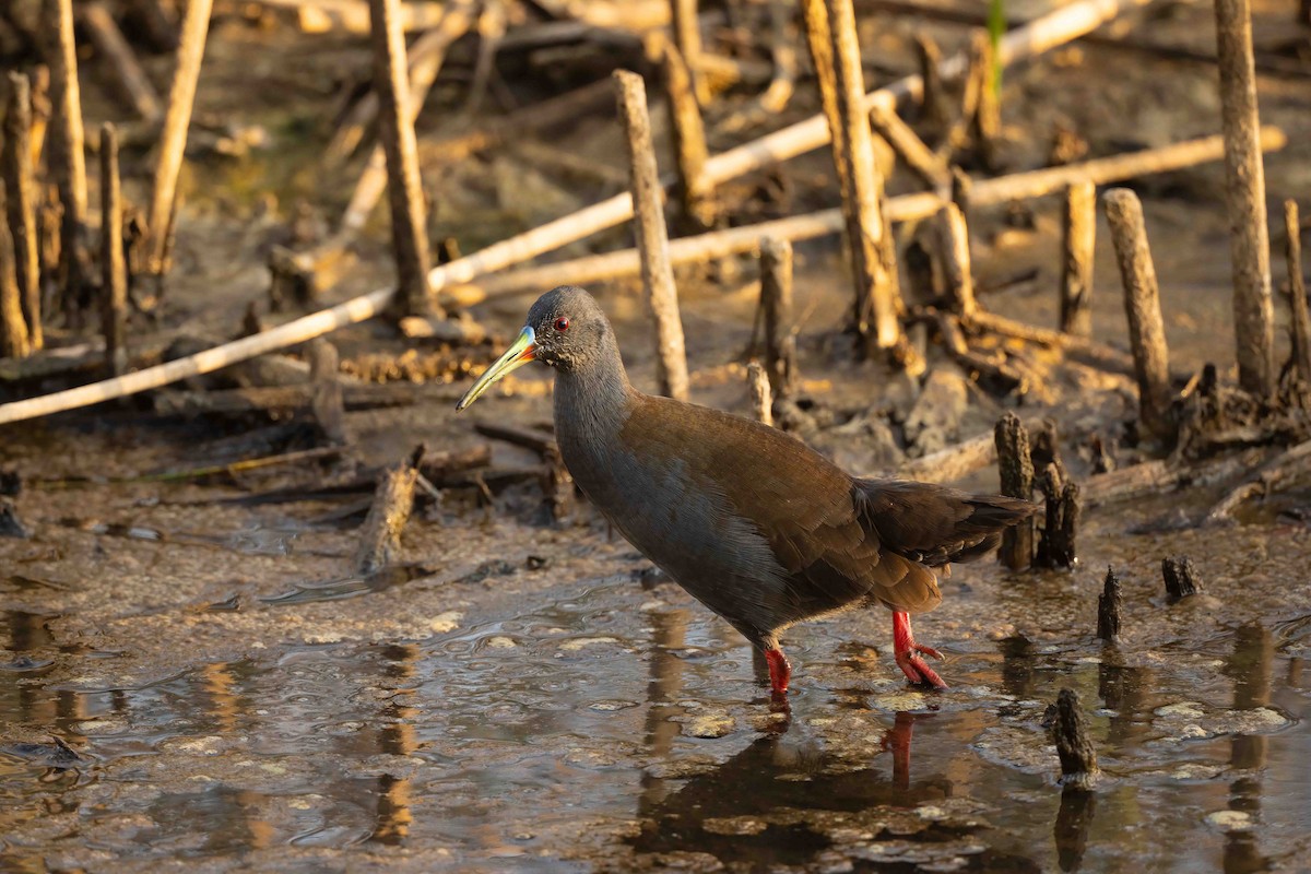 Plumbeous Rail - ML632282245