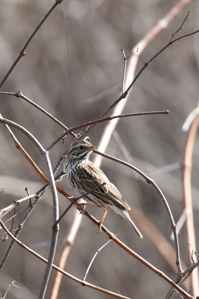 Savannah Sparrow - ML632282319
