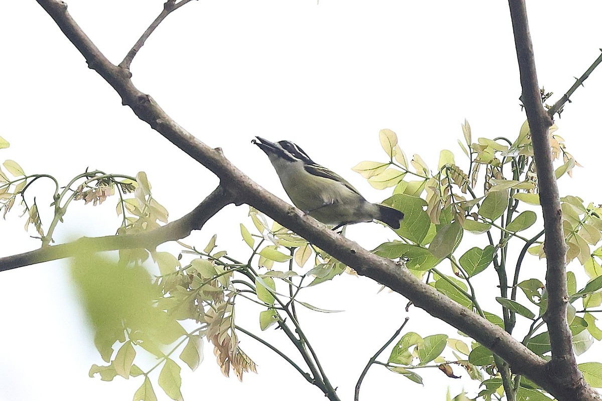 キゴシヒメゴシキドリ（bilineatus グループ） - ML632282387